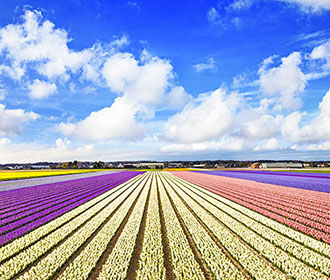Floriade Festival of Flowers & Amazing Amsterdam