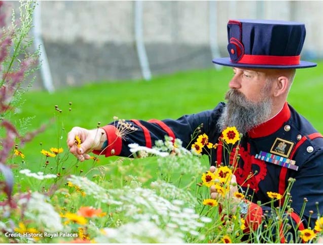 Superbloom at the Tower of London Coach Breaks
